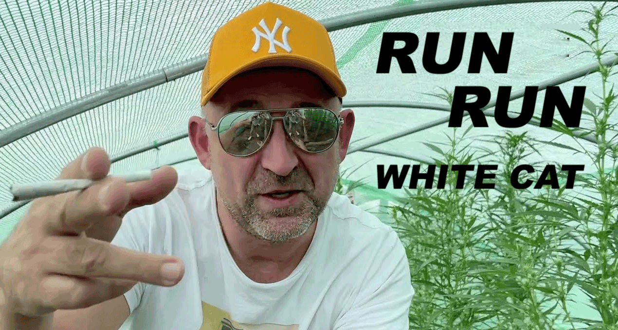 Audio: White Cat - Run Run [King Toppa]
